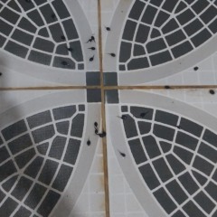 Girinos e mau cheiro apareceram na àgua após dias sem o fornecimento - Foto: Arquivo Pessoal