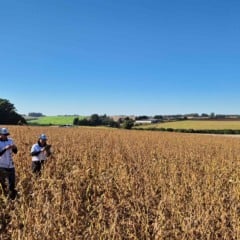 A equipe técnica percorrerá propriedades no entorno de Boa Vista para realizar medições em campo, como contagem de vagens e grãos, pesagem e análise da população de plantas. Foto: divulgação