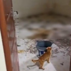 O local estava com muitas fezes de animais (Foto: Reprodução) 