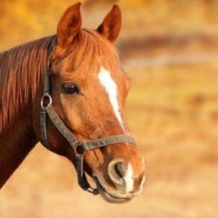 A encefalite equina venezuelana é uma enfermidade viral causada por um alphavirus transmitido por mosquitos (Foto Divulgação)