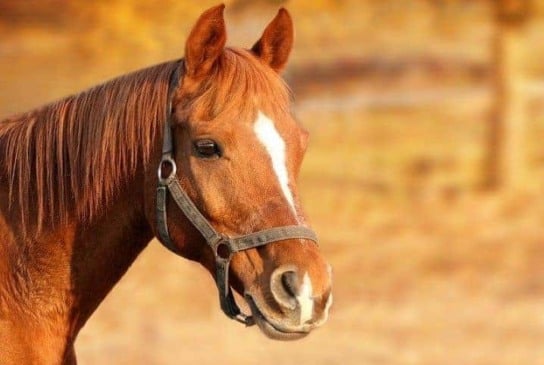 A encefalite equina venezuelana é uma enfermidade viral causada por um alphavirus transmitido por mosquitos (Foto Divulgação)