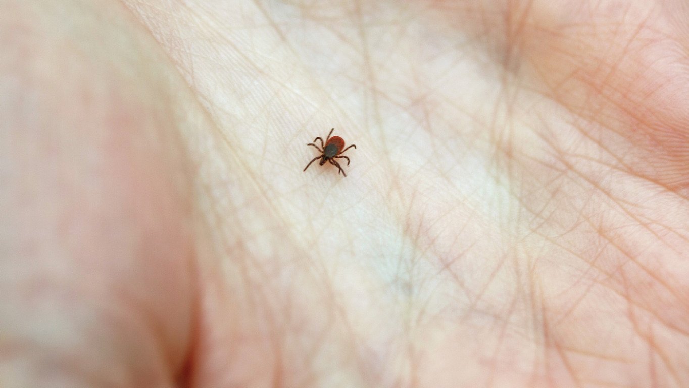 Causador da Doença de Lyme é o carrapato (Foto: Reprodução)