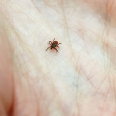 Causador da Doença de Lyme é o carrapato (Foto: Reprodução)