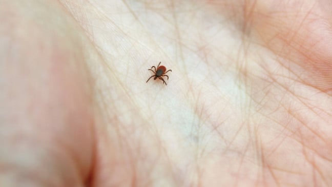 Causador da Doença de Lyme é o carrapato (Foto: Reprodução)