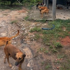 Campanha tem a finalidade de arrecadar pacotes de ração para os cães resgatados. (Foto: PCRR)