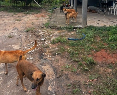 Campanha tem a finalidade de arrecadar pacotes de ração para os cães resgatados. (Foto: PCRR)