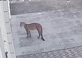 (Foto: Imagem da câmera de segurança).