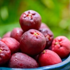 Jambo é fruta muito comum em quintais brasileiros (Foto: Reprodução)