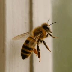 O verdadeiro significado energético de abelhas entrando em casa