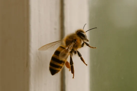 O verdadeiro significado energético de abelhas entrando em casa