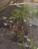 Lixo e esgoto a céu aberto no Residencial Vila Jardim (Foto: Arquivo Pessoal)