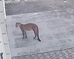 (Foto: Imagem da câmera de segurança).