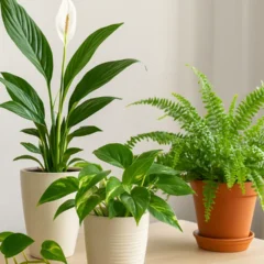 4 plantas que purificam o ar e ainda deixam o ambiente mais bonito