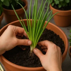 5 passos práticos para cultivar cebolinha em vasos e nunca mais precisar comprar no mercado