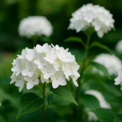7 formas de prolongar a floração e realçar o branco das flores