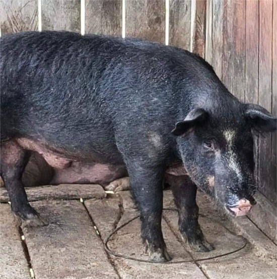 avalis e javaporcos roraima gov de roraima, aderr