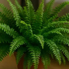 Como manter a samambaia verde e cheia de volume mesmo na sombra Como manter a samambaia verde e cheia de volume mesmo na sombra