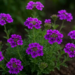 Dificuldade para fazer a verbena florescer? Veja o que pode estar faltando no solo e na luz