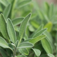Com preparo simples e benefícios comprovados, é uma aliada valiosa para o cuidado diário com a saúde (Foto: Divulgação)