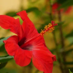 Hibisco