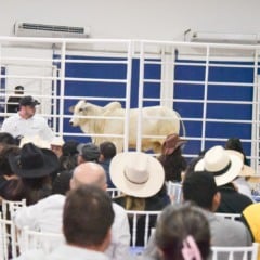 Pregões ocorrerao durante todos os dias de festa - Foto: Secom/RR
