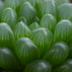 suculenta de vidro suculenta de vidro