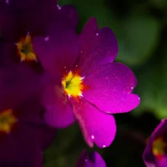 Violetas