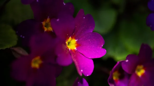 Violetas