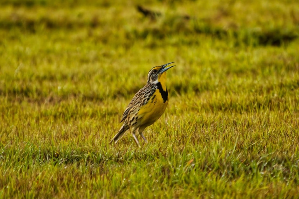 Canto das aves silvestres (Foto: Carlos Rocha)