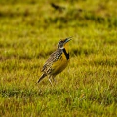 Canto das aves silvestres (Foto: Carlos Rocha)