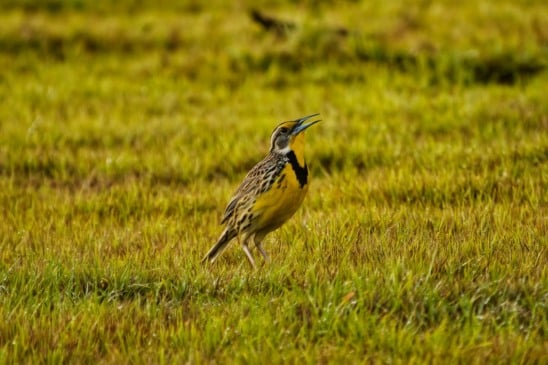 Canto das aves silvestres (Foto: Carlos Rocha)