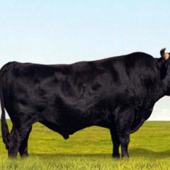 Touro Wagyu Akihito. Foto: AG Agropecuária.