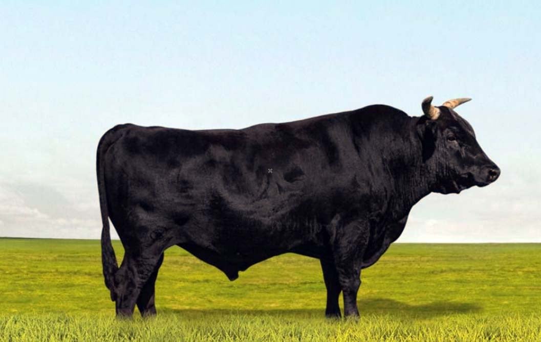 Touro Wagyu Akihito. Foto: AG Agropecuária. Touro Wagyu Akihito. Foto: AG Agropecuária.