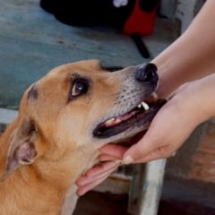 "Os animais com sequelas permanentes são os mais difíceis de serem adotados", pontuou a voluntária Lohanna Nascimento.
(Foto: Wenderson Cabral/FolhaBV).