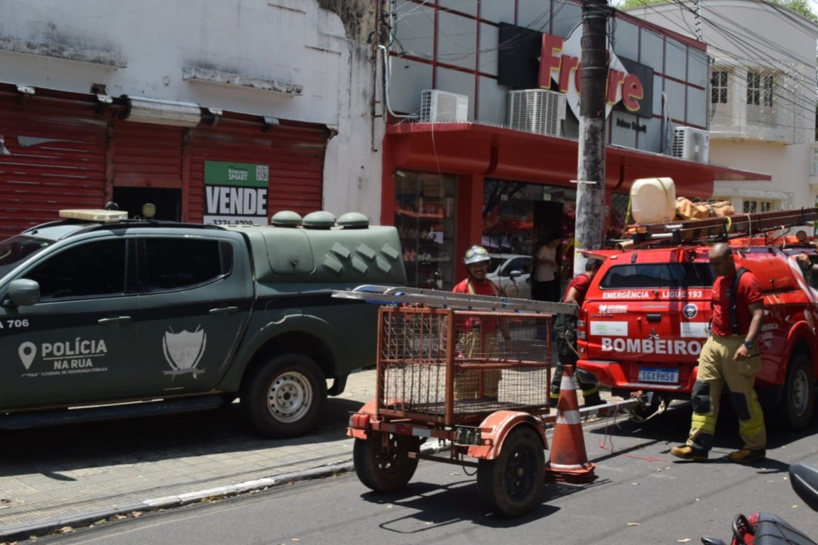 Onça-parda foi vista na avenida Jaime Brasil. (Foto: Wenderson Cabral/Folha BV)