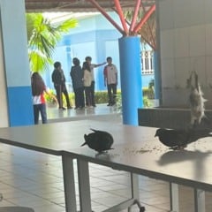 Pombos nas mesas do refeitório no Colégio de Aplicação. (Foto: Arquivo Pessoal)