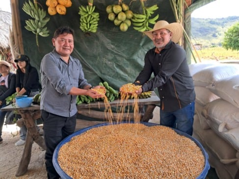 Além do milho, os indígenas colheram banana, cana de açúcar, batata, macaxeira e diversas outras hortaliças. (Foto: Divulgação).