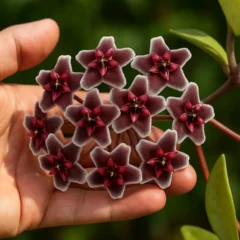 flor-de-cera negra