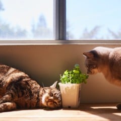 Algumas plantas são recomendadas para animais (Foto: Reprodução)