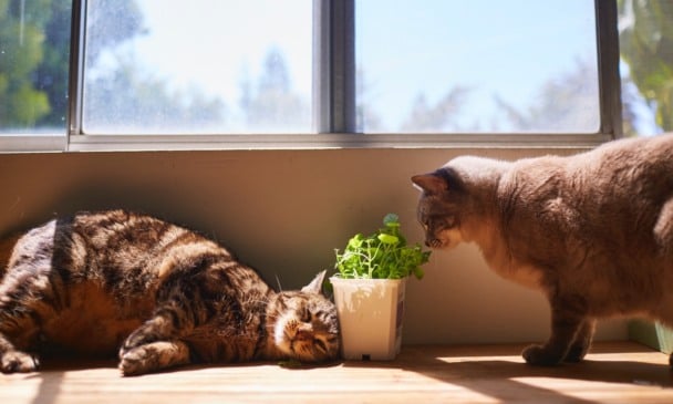 Algumas plantas são recomendadas para animais (Foto: Reprodução)