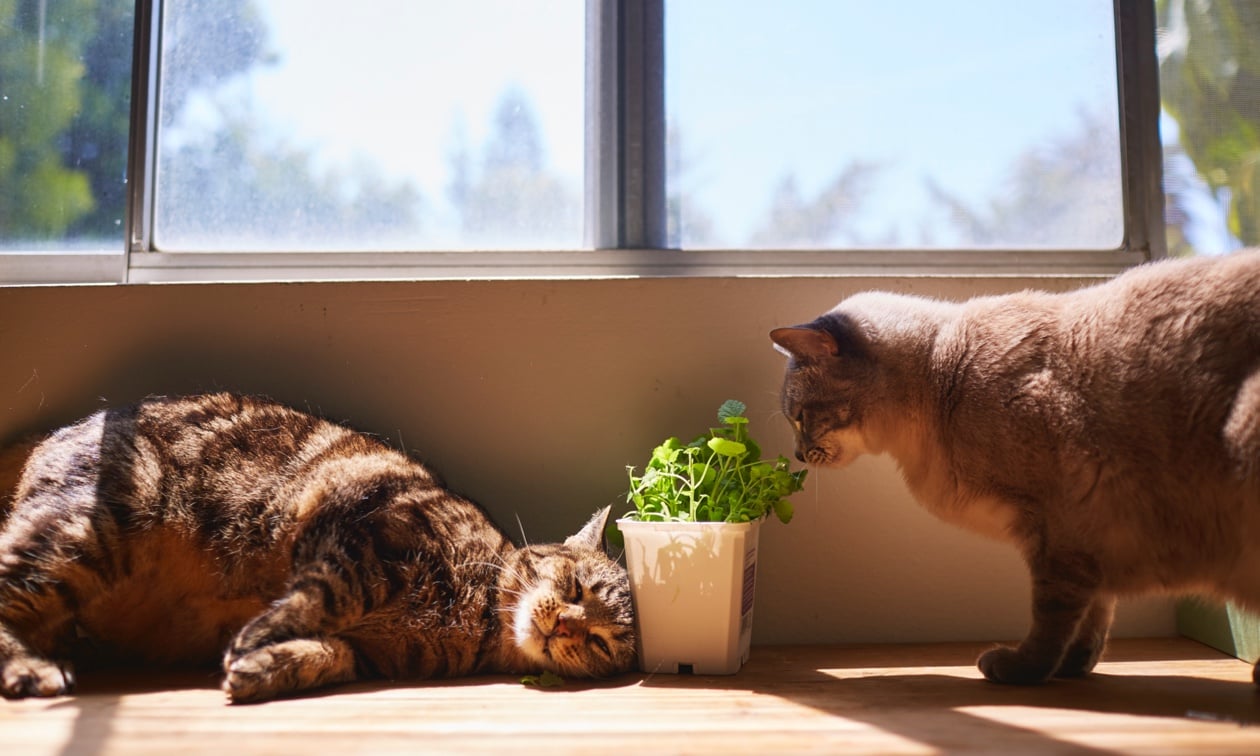 Algumas plantas são recomendadas para animais (Foto: Reprodução) Algumas plantas são recomendadas para animais (Foto: Reprodução)