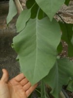 Planta tóxica foi confundida com uma couve (Foto: Divulgação)