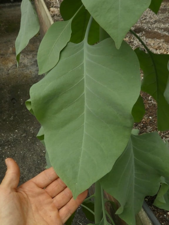 Planta tóxica foi confundida com uma couve (Foto: Divulgação)