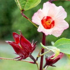 Chá de hibisco tem muitos benefícios, mas precisa saber identificar a planta certa (Foto: Divulgação)
