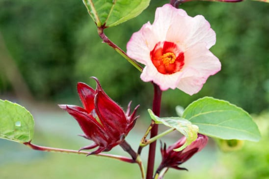 Chá de hibisco tem muitos benefícios, mas precisa saber identificar a planta certa (Foto: Divulgação)
