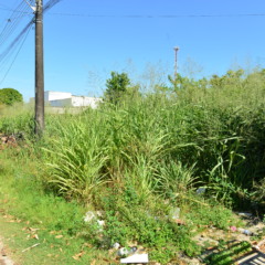 Paraviana tem terrenos públicos e particulares cobertos por matagal e lixo