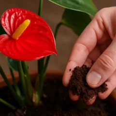 4 razões para aplicar borra de café no seu antúrio