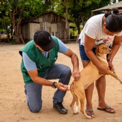 A previsão é vacinar mais de 4 mil animais até o encerramento da ação, em 13 de dezembro. (Foto: Divulgação)