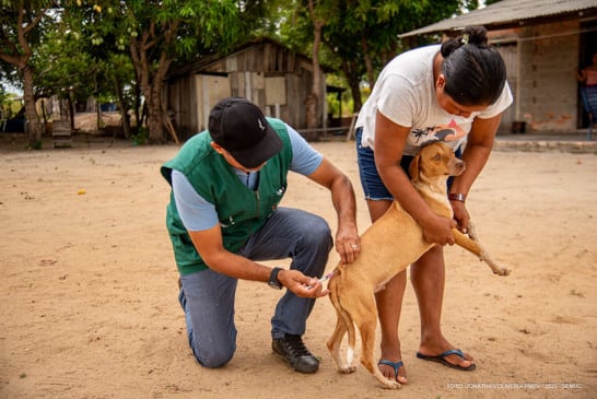 A previsão é vacinar mais de 4 mil animais até o encerramento da ação, em 13 de dezembro. (Foto: Divulgação)