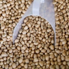 Feijão-de-corda (Foto: Reprodução GOV-BR)